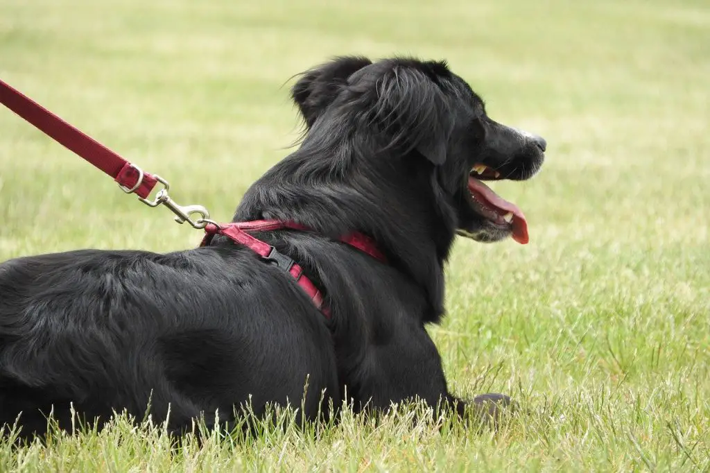 How to Put a Slip Lead on a Dog