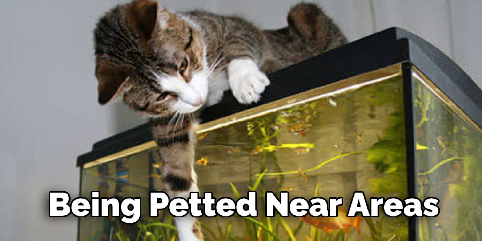 How to Keep Cat Off Reptile Cage 5 Methods