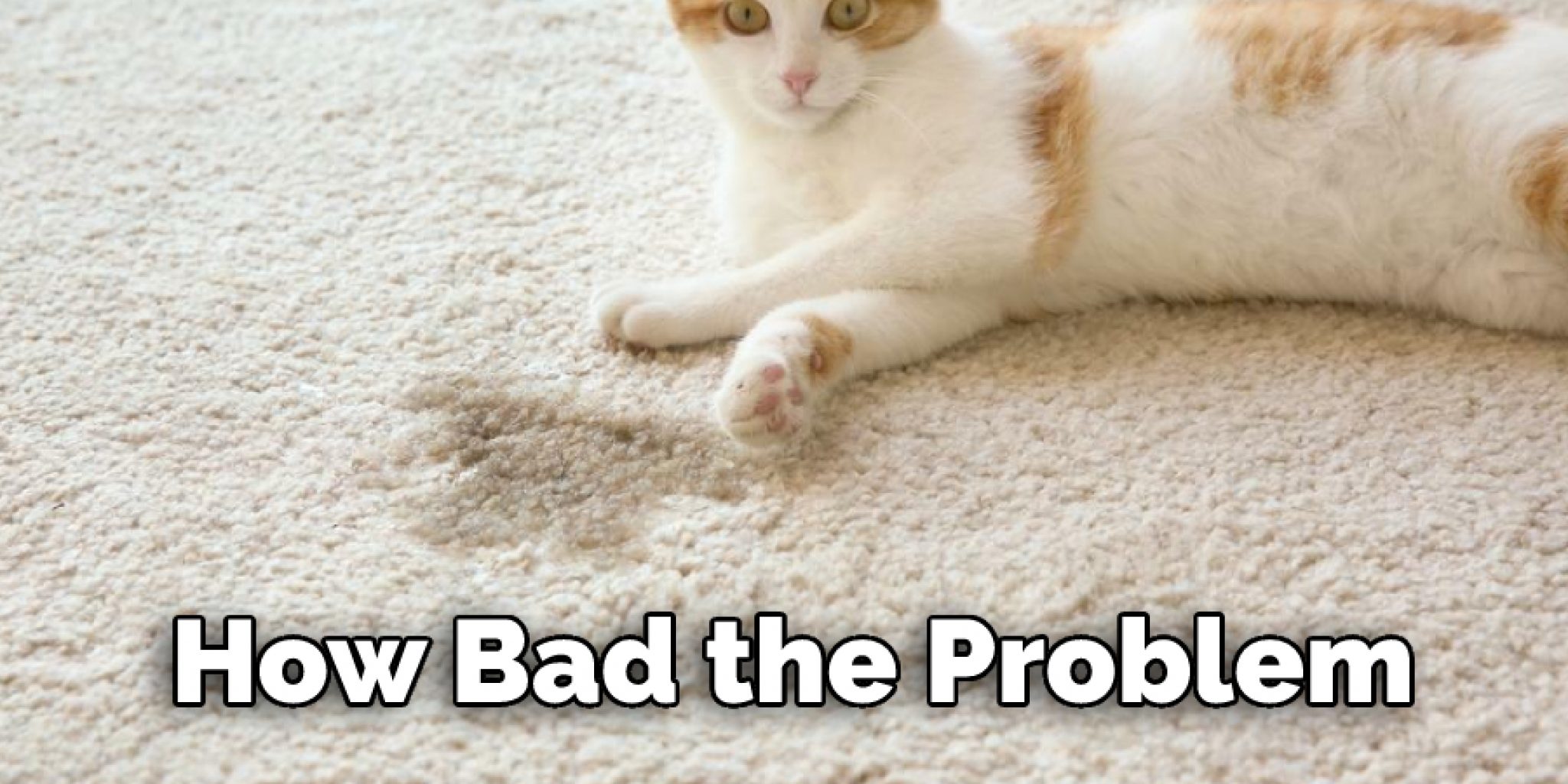 How to Clean Cat Urine to Pass a Black Light Test Step by Step Guide