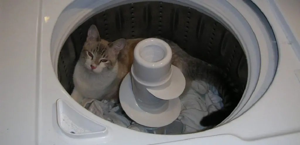 How to Block Cat From Going Behind Washer and Dryer