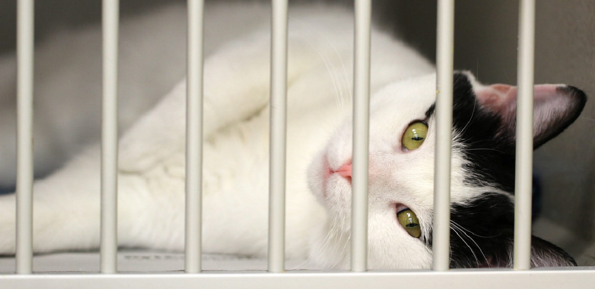 How to Keep Cat Off Reptile Cage 5 Methods