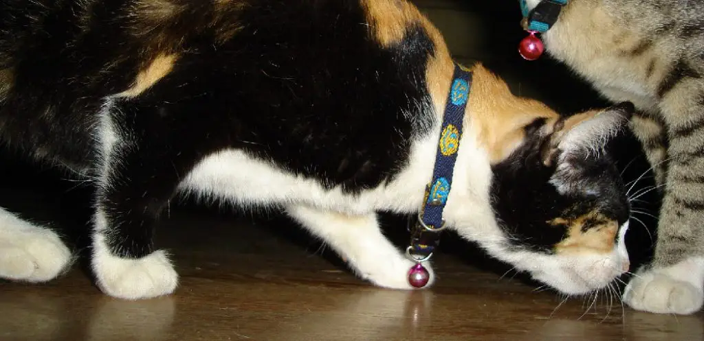 How to Open Bond Co Cat Collar