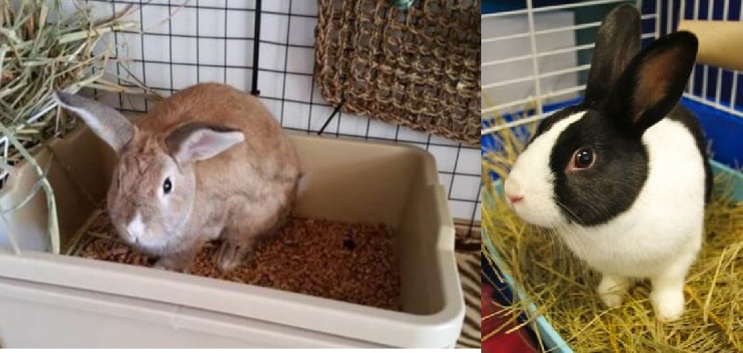 How to Stop Rabbit Pooping Everywhere Described in 07 Steps