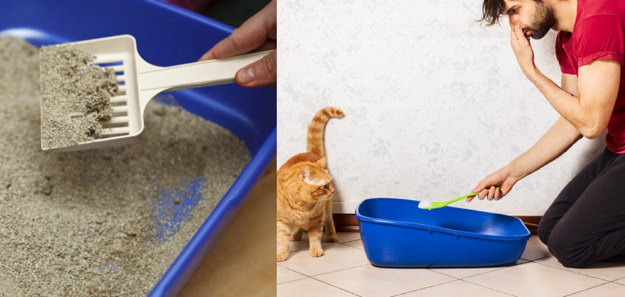 how-to-clean-kitty-litter-from-floor-5-steps-simplified-solutions