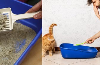 how to clean kitty litter from floor