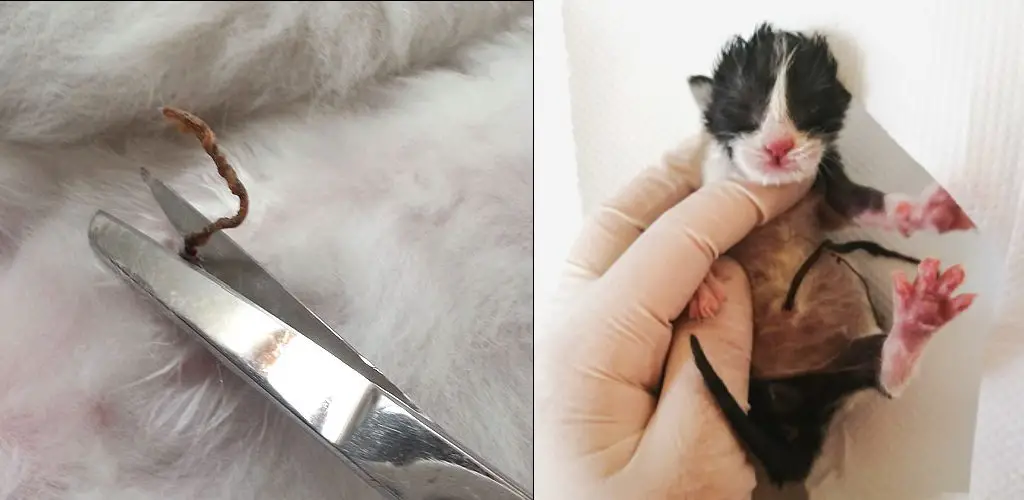 How to Cut Kitten Umbilical Cord