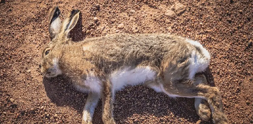 how to comfort a dying rabbit