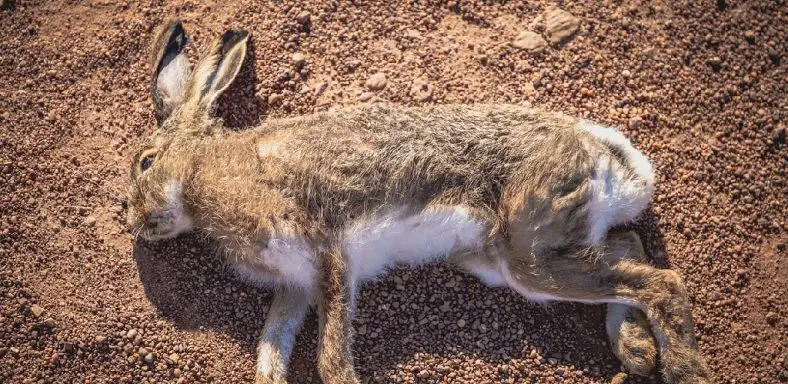How to Comfort a Dying Rabbit