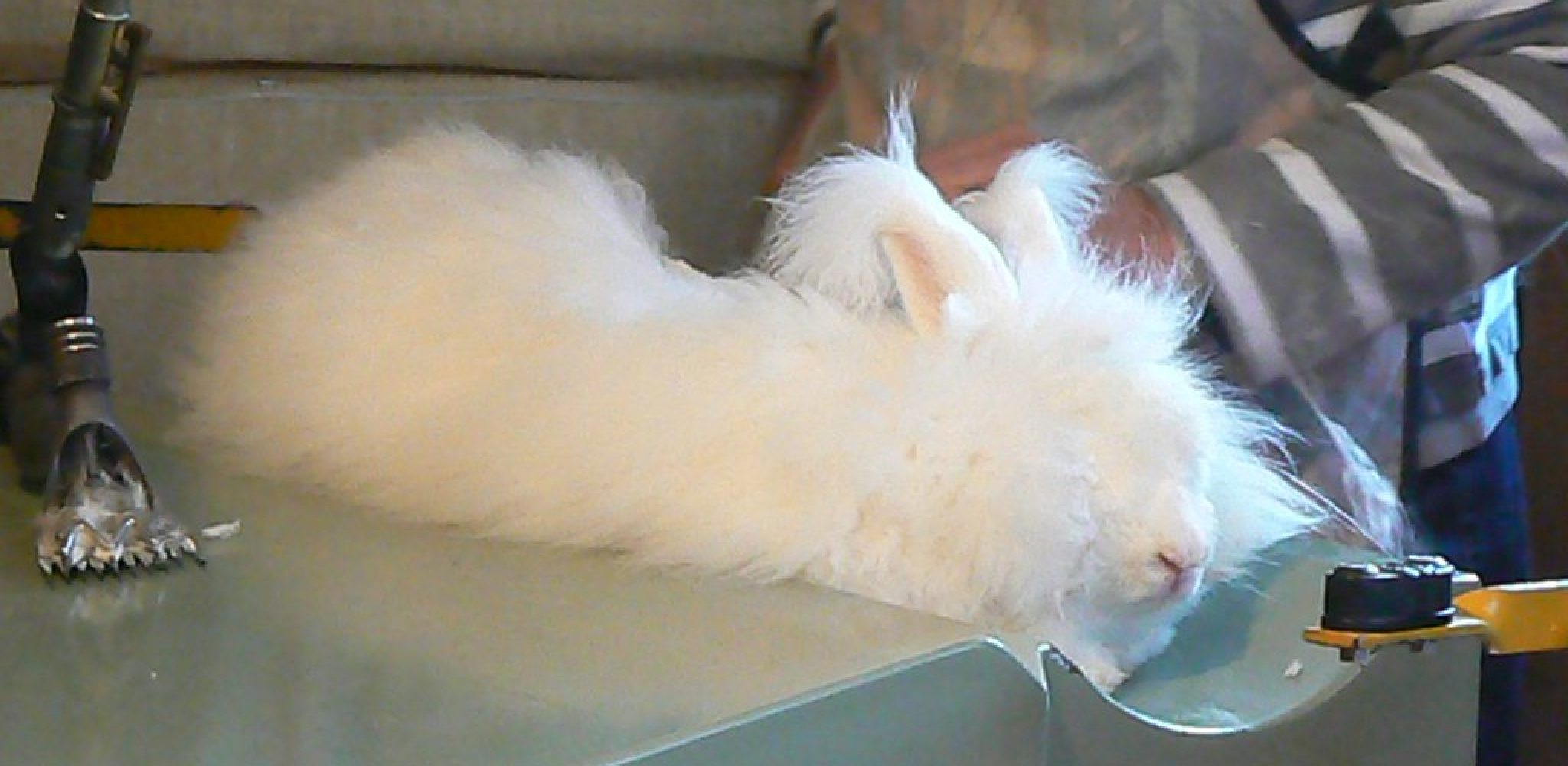 How to Shear an Angora Rabbit Described in 07 Steps