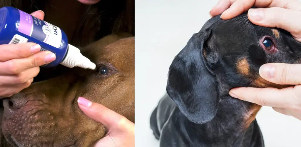 how to remove hard crust from dogs eyes