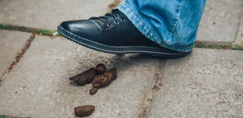 How to Get Dog Poop Smell Out of Shoes