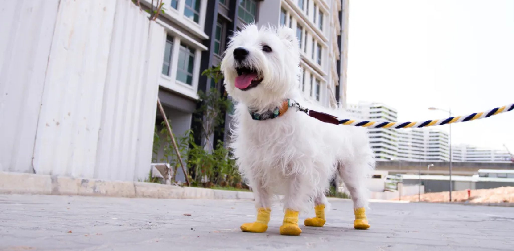 How to Keep Dog Socks On 06 Steps Simplified Solutions