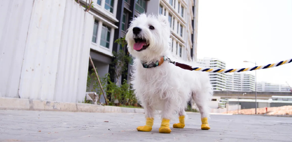 How to Keep Dog Socks On 06 Steps Simplified Solutions