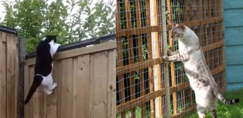 How to Keep Cat from Jumping Over Gate