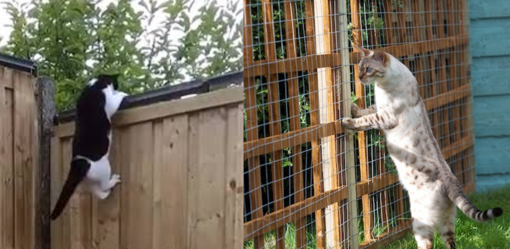 How to Keep Cat from Jumping Over Gate Described in 08 Steps
