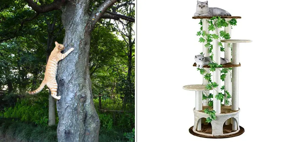 How to Disinfect Used Cat Tree