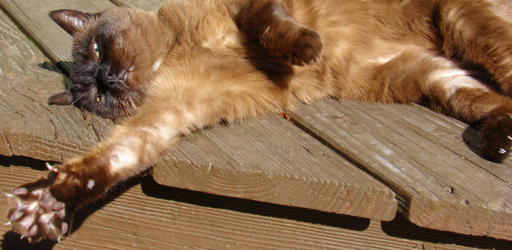 How to Stop a Cat from Kneading with Claws Explained in 09 Steps