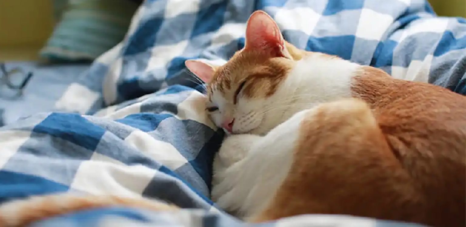 How to Keep My Cat Off My Bed 10 Effective Ideas