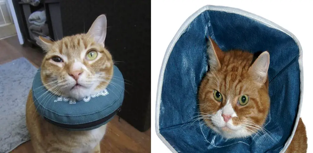 How to Wrap a Cat Neck Wound