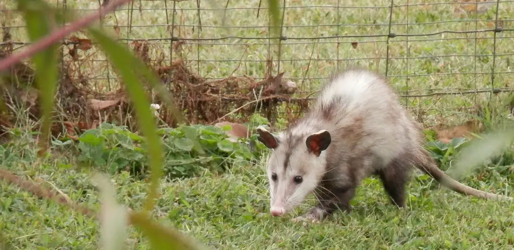 How to Keep Possums Out of Cat House