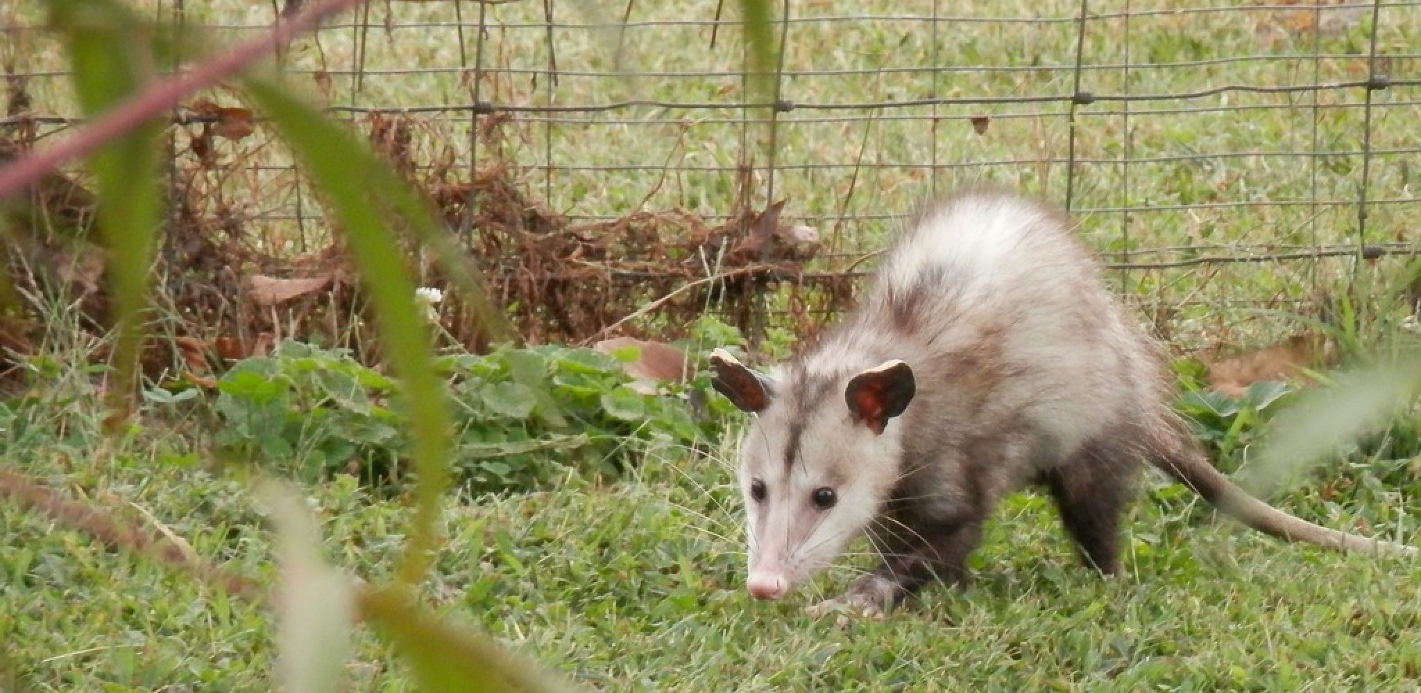 How to Keep Possums Out of Cat House 06 Effective Methods