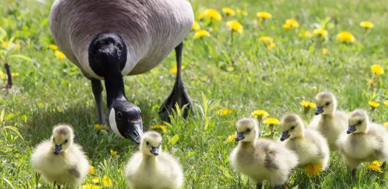 how to remove goose poop from lawn