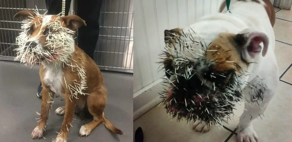 How to Sedate a Dog to Remove Porcupine Quills
