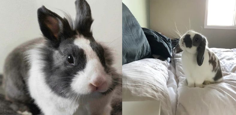 How Do I Stop My Rabbit from Peeing on My Bed