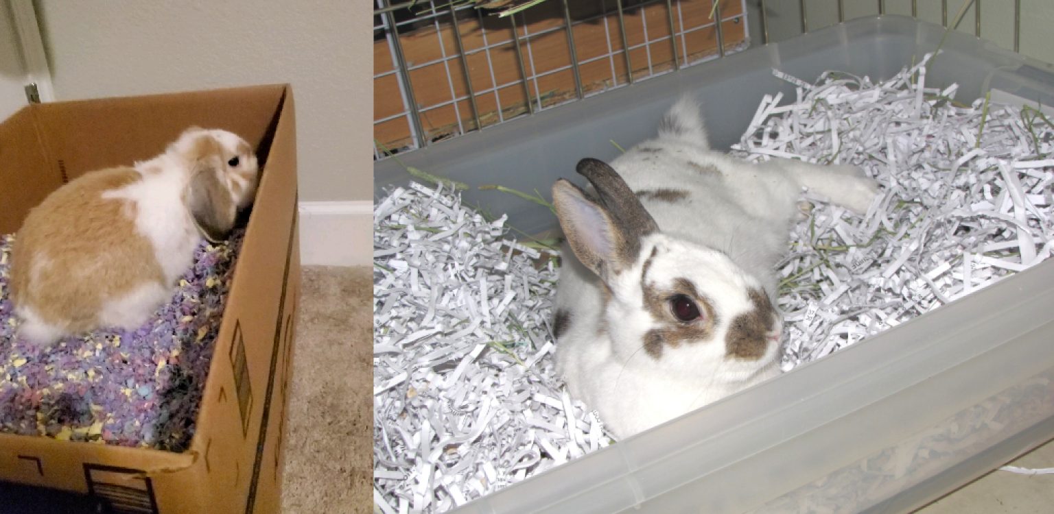 How to Make a Rabbit Dig Box Explained in 09 Steps