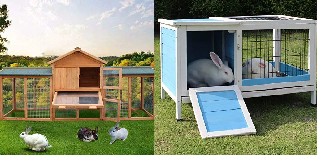 How to Keep Rabbit Cage From Smelling