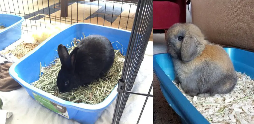 how to stop rabbit from digging in litter box