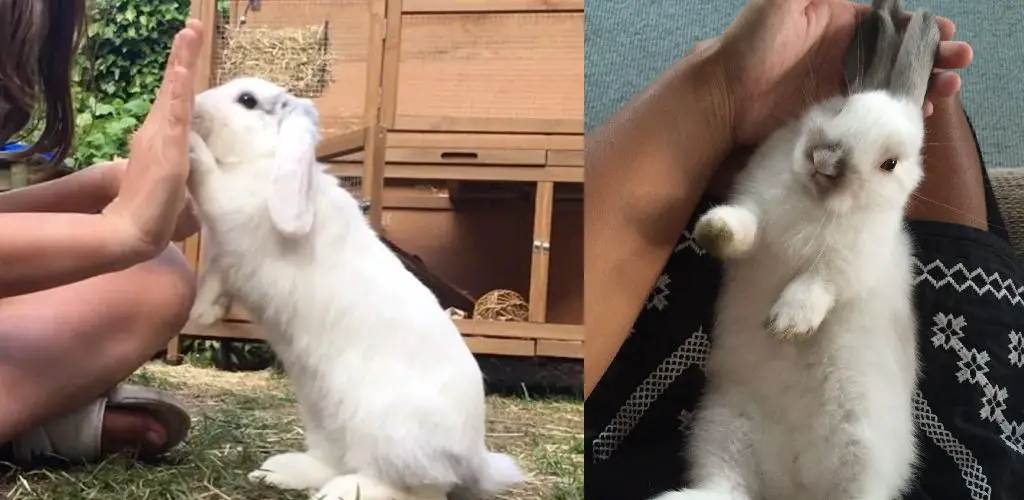how to teach your rabbit to high five