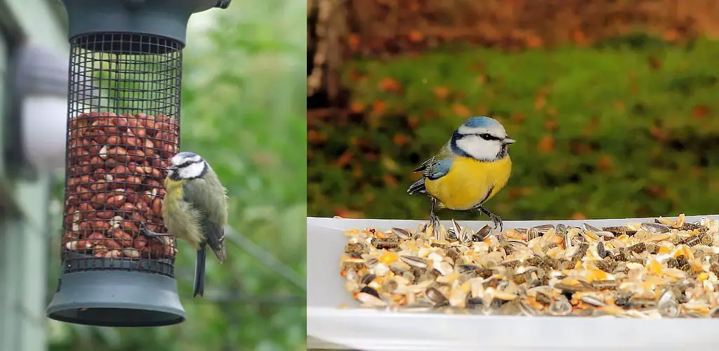 How to Keep Birds From Eating Cat Food