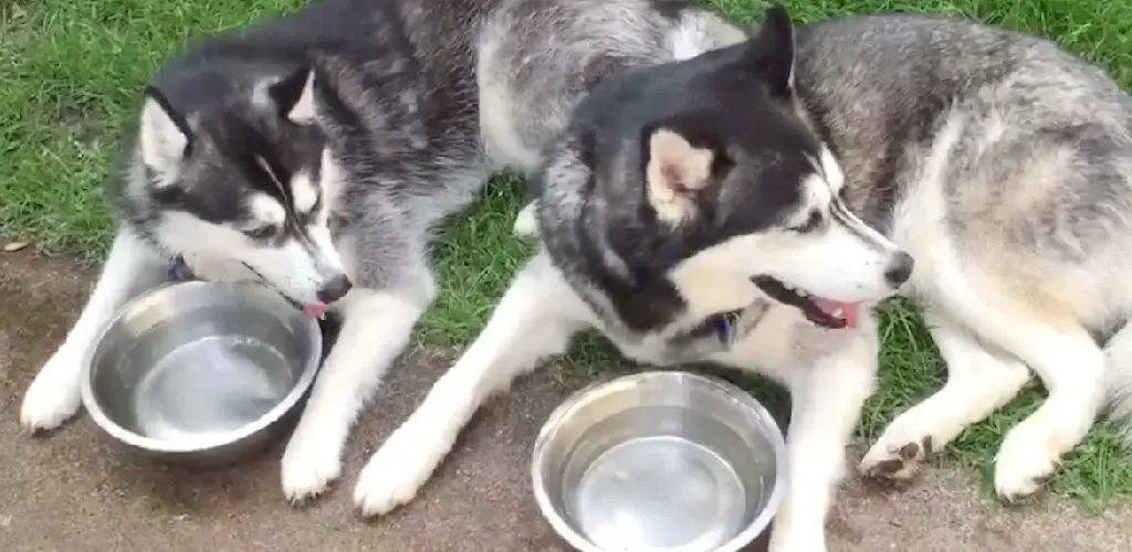 How Husky Drink Water