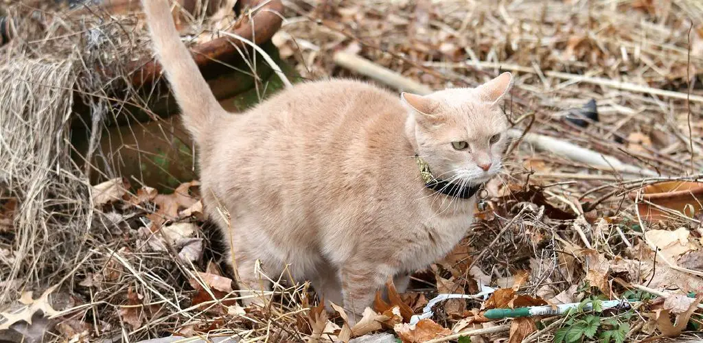 How to Rehome a Cat That Pees