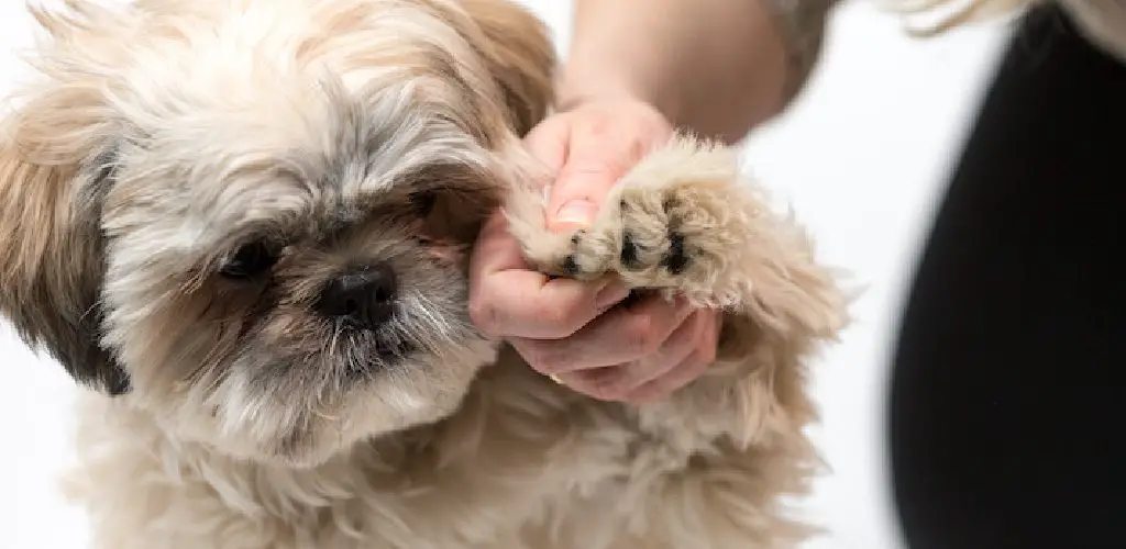 How to Cut Shih Tzu Nails