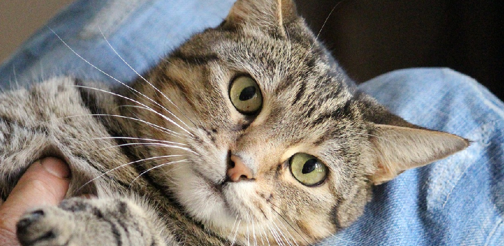 How to Get Cat Out of Crawl Space 05 Effective Methods