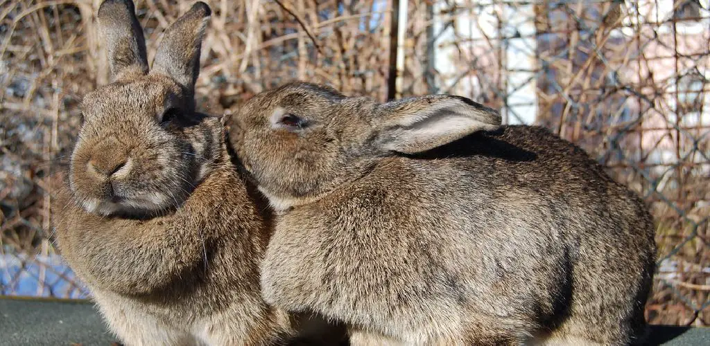 How to Stop a Rabbit From Spraying