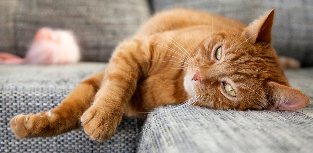 How to Get My Cat to Leave Me Alone Explained in 12 Steps