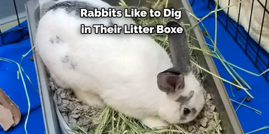 Rabbits Like to Dig  in Their Litter Boxe