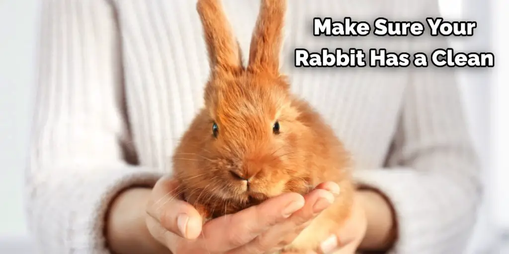 Make Sure Your  Rabbit Has a Clean