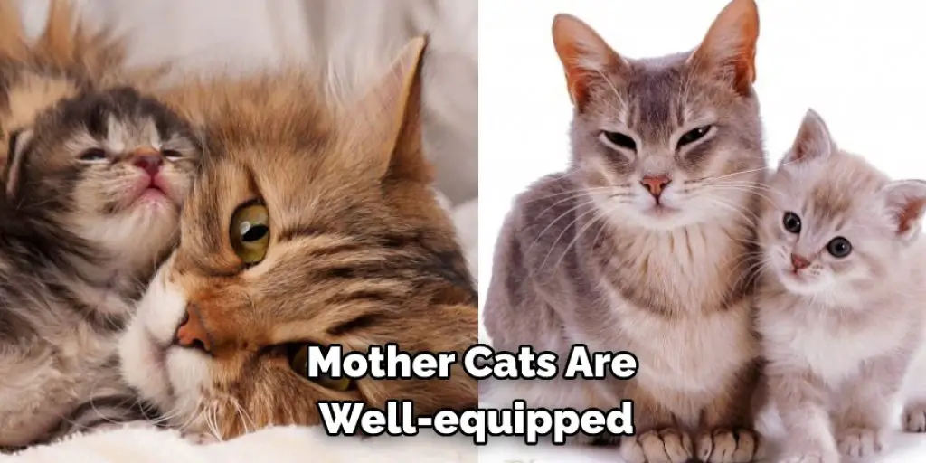 Mother Cats Are  Well-equipped