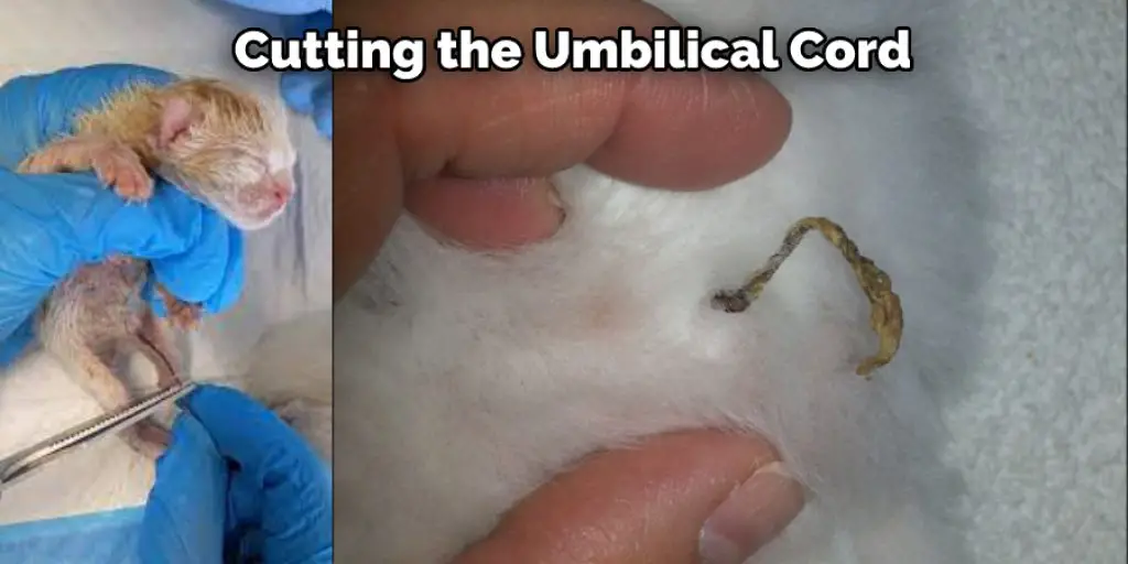 Cutting the Umbilical Cord