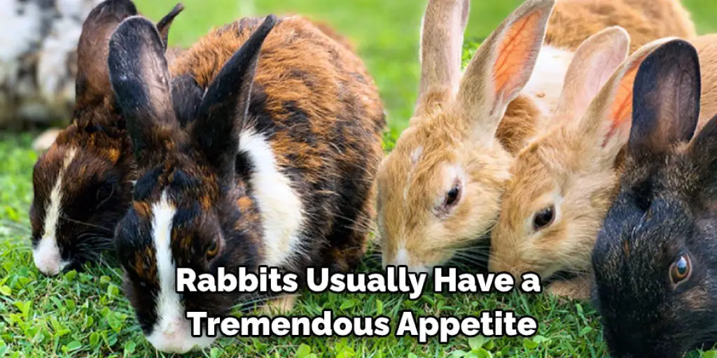 Rabbits Usually Have a  Tremendous Appetite