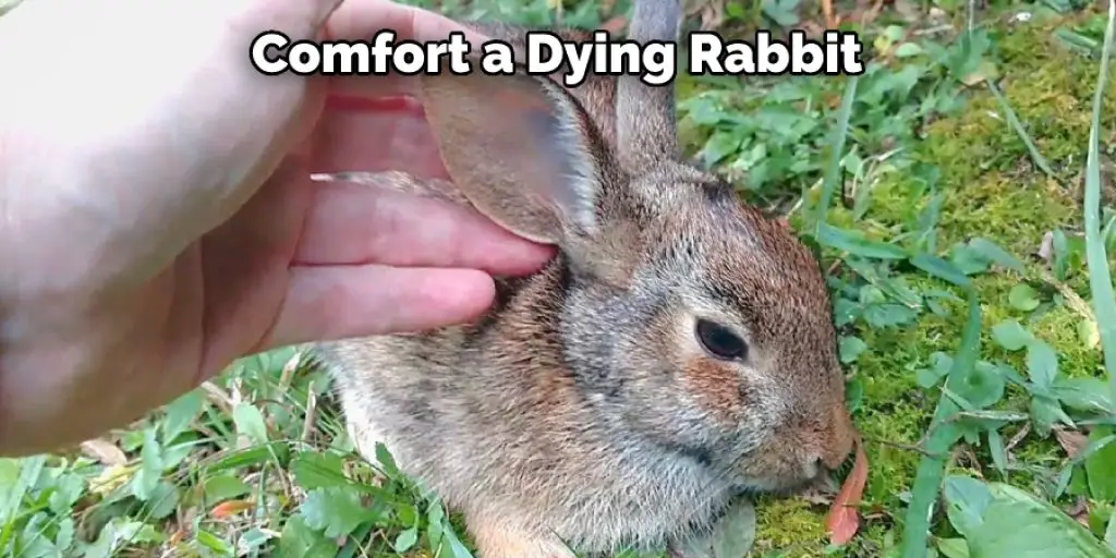 Comfort a Dying Rabbit 