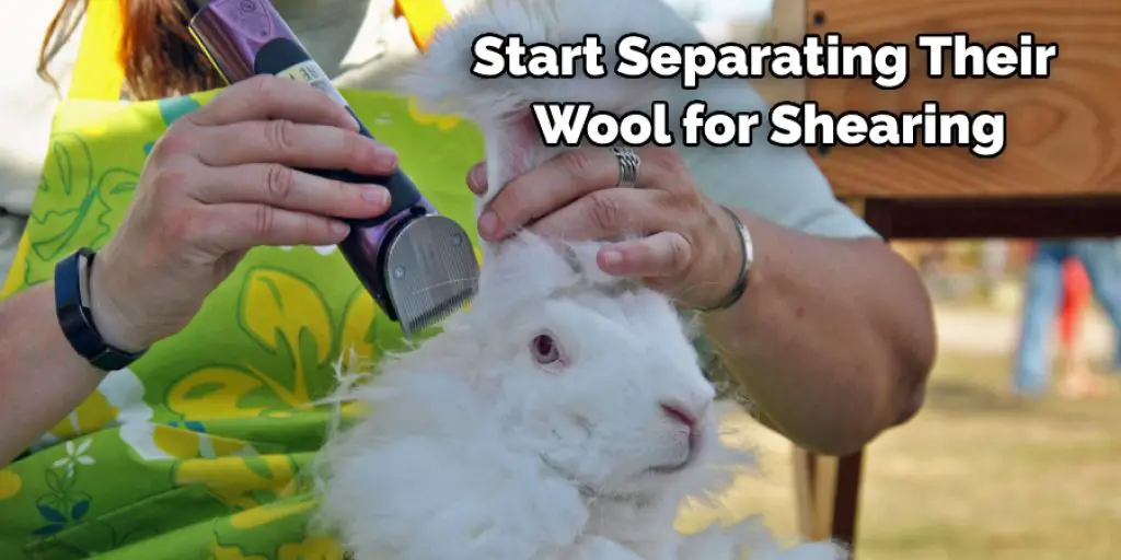 Start Separating Their  Wool for Shearing