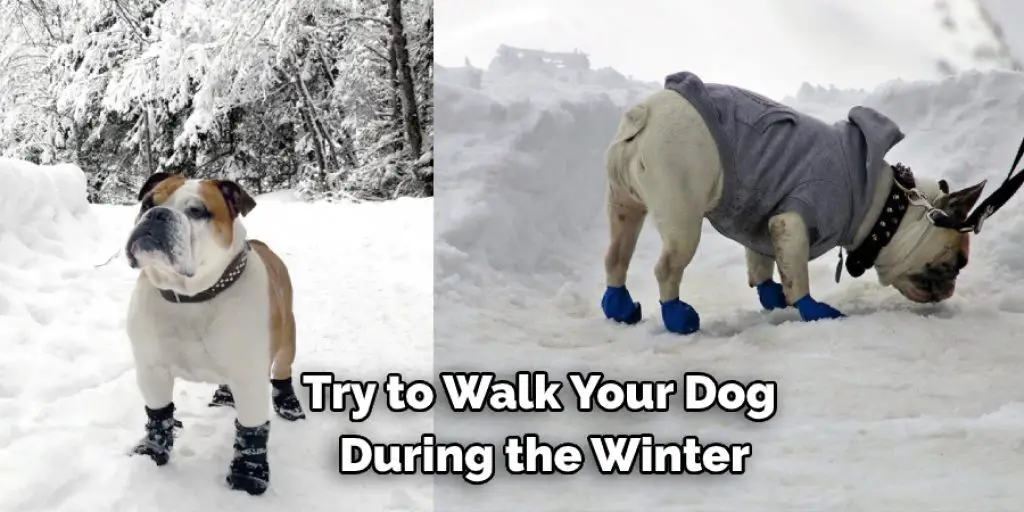 Try to Walk Your Dog  During the Winter