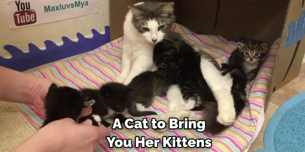 A Cat to Bring  You Her Kittens 