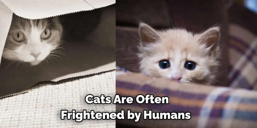  Cats Are Often  Frightened by Humans 