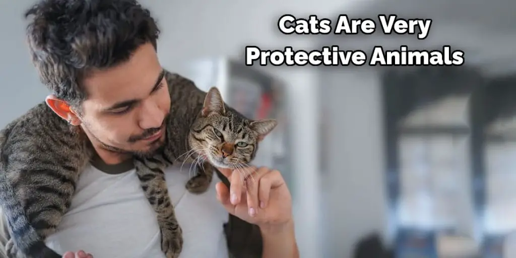 Cats Are Very  Protective Animals 